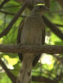 Honeyguide